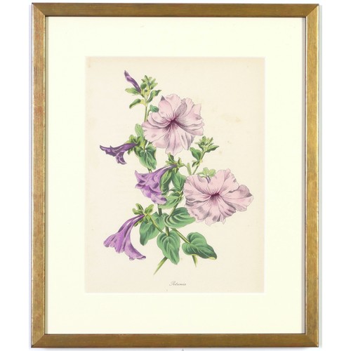 48 - JOHN NASH (brother of Paul Nash), a set of 12 English flowers, botanical lithographs, 1948, printed ... 