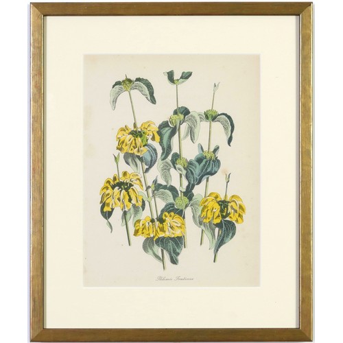 48 - JOHN NASH (brother of Paul Nash), a set of 12 English flowers, botanical lithographs, 1948, printed ... 