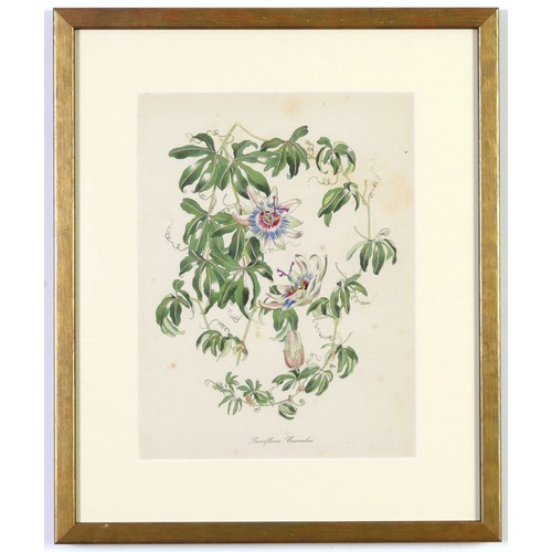 48 - JOHN NASH (brother of Paul Nash), a set of 12 English flowers, botanical lithographs, 1948, printed ... 