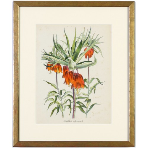 48 - JOHN NASH (brother of Paul Nash), a set of 12 English flowers, botanical lithographs, 1948, printed ... 