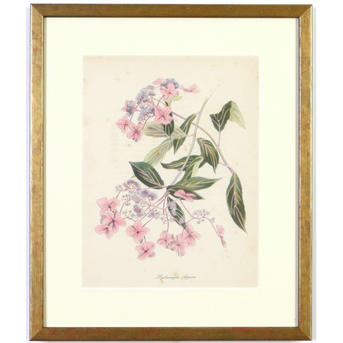 48 - JOHN NASH (brother of Paul Nash), a set of 12 English flowers, botanical lithographs, 1948, printed ... 