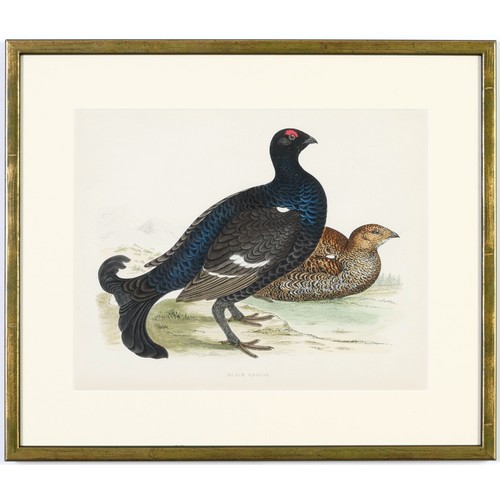 58 - A SET OF FOUR BRITISH GAME BIRDS, hand coloured lithographic plates, 1891, ref: Morris, 31cm x 24cm.