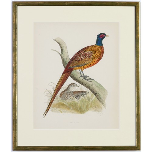 58 - A SET OF FOUR BRITISH GAME BIRDS, hand coloured lithographic plates, 1891, ref: Morris, 31cm x 24cm.