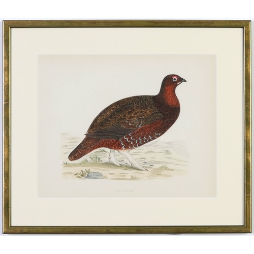 58 - A SET OF FOUR BRITISH GAME BIRDS, hand coloured lithographic plates, 1891, ref: Morris, 31cm x 24cm.