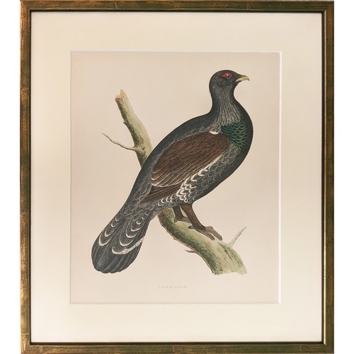 58 - A SET OF FOUR BRITISH GAME BIRDS, hand coloured lithographic plates, 1891, ref: Morris, 31cm x 24cm.