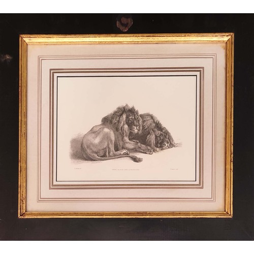 28 - THOMAS LANDSEER (1795-1888), 'studies of lions and leopards', etchings 17.5cm x 36cm, framed. (6)