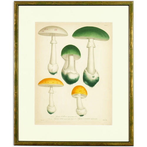 179 - JOSEPH ROQUES, Truffles & Mushrooms, a rare set of nine engravings with hand colouring from 1864, Vi... 