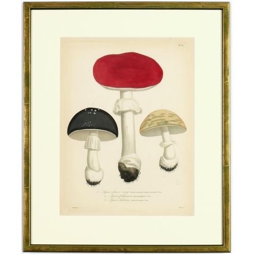 179 - JOSEPH ROQUES, Truffles & Mushrooms, a rare set of nine engravings with hand colouring from 1864, Vi... 