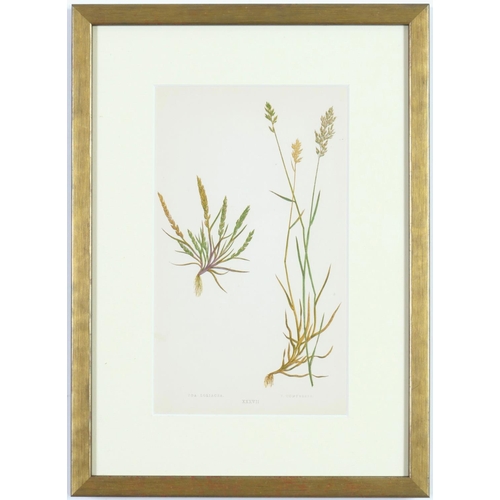 189 - E J LOWE, Grasses, a set of nine botanical prints, circa 1858, 30cm x 23cm. (9)