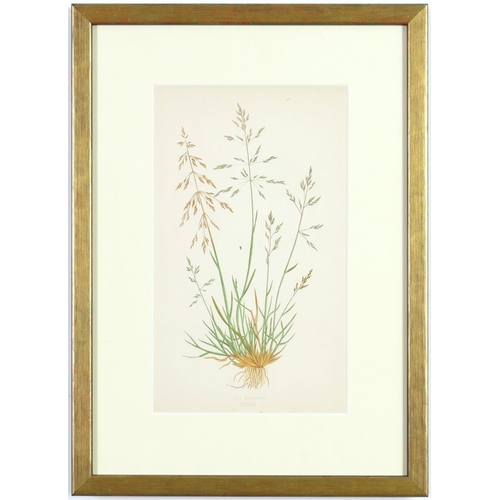 189 - E J LOWE, Grasses, a set of nine botanical prints, circa 1858, 30cm x 23cm. (9)