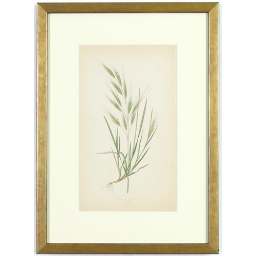 189 - E J LOWE, Grasses, a set of nine botanical prints, circa 1858, 30cm x 23cm. (9)