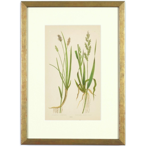 189 - E J LOWE, Grasses, a set of nine botanical prints, circa 1858, 30cm x 23cm. (9)