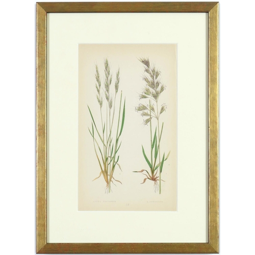 189 - E J LOWE, Grasses, a set of nine botanical prints, circa 1858, 30cm x 23cm. (9)