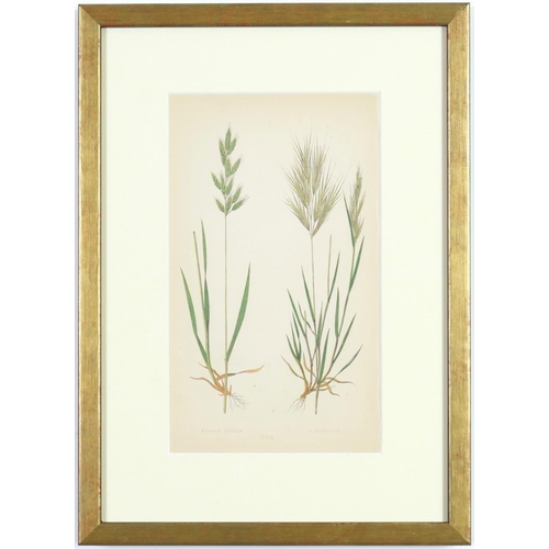 189 - E J LOWE, Grasses, a set of nine botanical prints, circa 1858, 30cm x 23cm. (9)