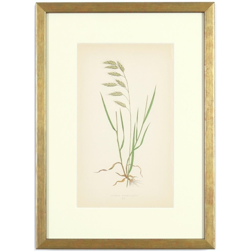 189 - E J LOWE, Grasses, a set of nine botanical prints, circa 1858, 30cm x 23cm. (9)