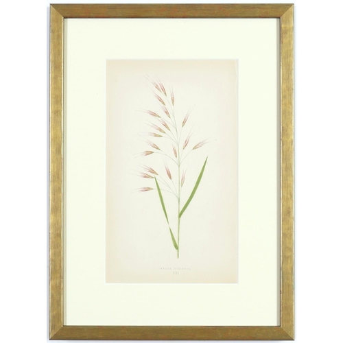 189 - E J LOWE, Grasses, a set of nine botanical prints, circa 1858, 30cm x 23cm. (9)