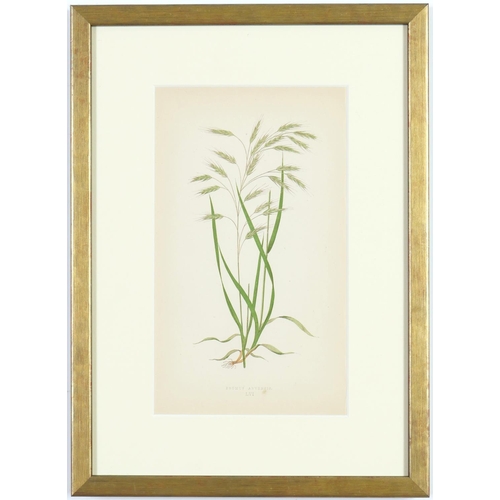 189 - E J LOWE, Grasses, a set of nine botanical prints, circa 1858, 30cm x 23cm. (9)