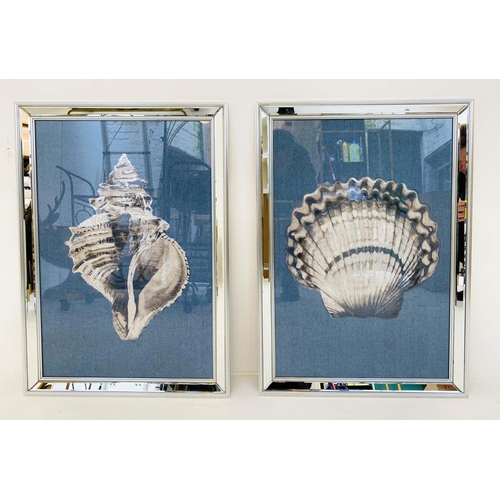 405 - SEA SHELLS PRINTS, a set of two, framed and glazed, 67cm H x 46cm W. (2)