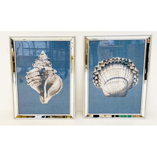 405 - SEA SHELLS PRINTS, a set of two, framed and glazed, 67cm H x 46cm W. (2)