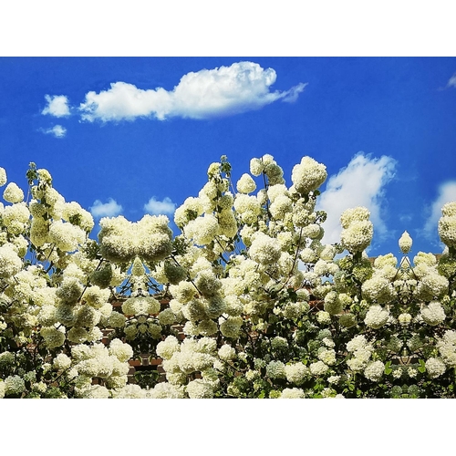 421 - 20TH CENTURY SCHOOL, 'Blossoms', print on canvas, 90cm x 200cm, together with a similiar pair, 115cm... 