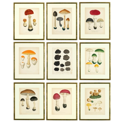 JOSEPH ROQUES, Truffles & Mushrooms, a rare set of nine engravings with hand colouring from 1864, Victor Masson et fils, Paris,  31 x 23cm each. (9)