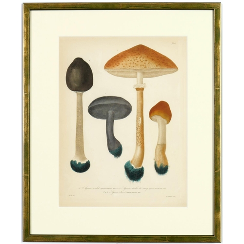 73 - JOSEPH ROQUES, Truffles & Mushrooms, a rare set of nine engravings with hand colouring from 1864, Vi... 