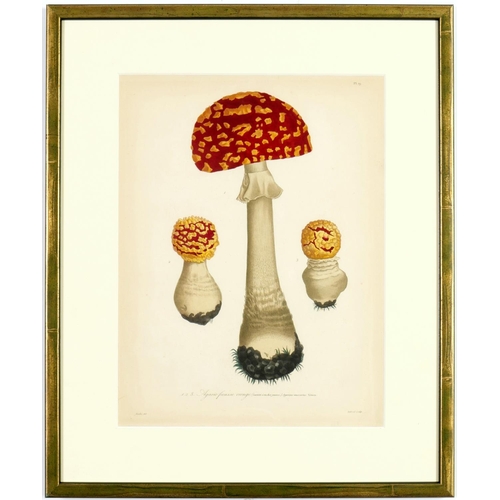 73 - JOSEPH ROQUES, Truffles & Mushrooms, a rare set of nine engravings with hand colouring from 1864, Vi... 