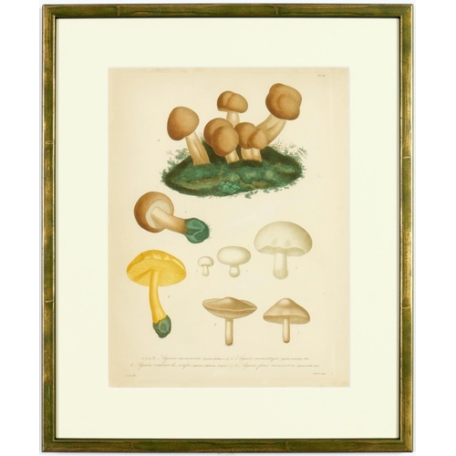 73 - JOSEPH ROQUES, Truffles & Mushrooms, a rare set of nine engravings with hand colouring from 1864, Vi... 