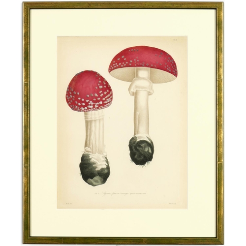 73 - JOSEPH ROQUES, Truffles & Mushrooms, a rare set of nine engravings with hand colouring from 1864, Vi... 