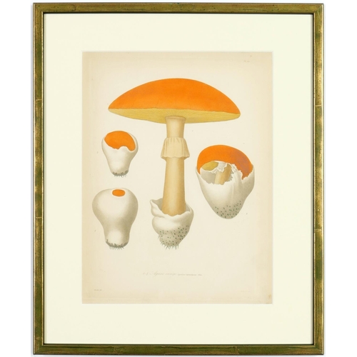 73 - JOSEPH ROQUES, Truffles & Mushrooms, a rare set of nine engravings with hand colouring from 1864, Vi... 