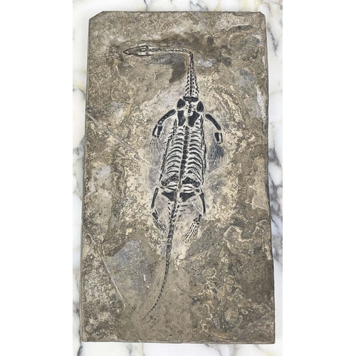 1 - KEICHOUSAURUS FOSSILISED SKELETON, late Triassic (250-200 million years ago), semiaquatic reptile, 1... 