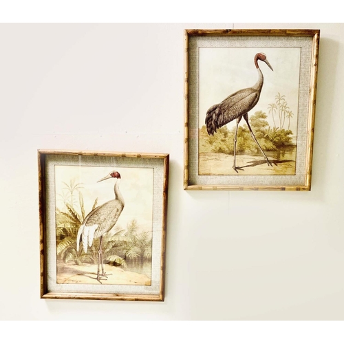 346 - BIRD PRINTS, a pair, framed, 60cm x 50cm (2)