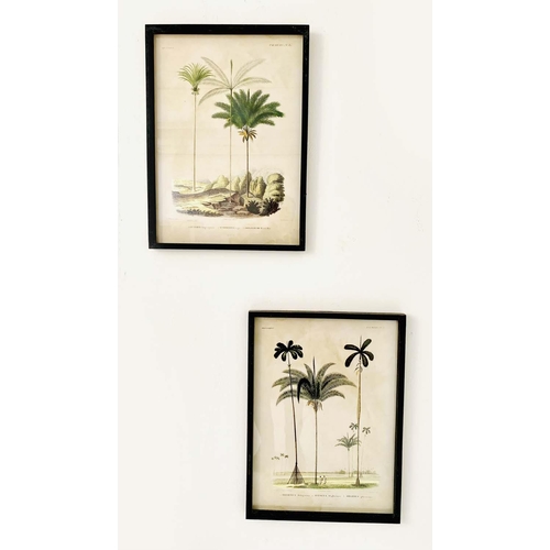 371 - BOTANICAL PRINTS, a pair, framed, 56cm x 41cm W.(2)