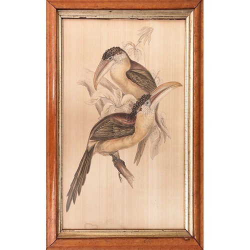 38 - AFTER J E GOULD (British, 1804-1881), Victorian collage with birds, framed 58cm H x 42cm W, unframed... 