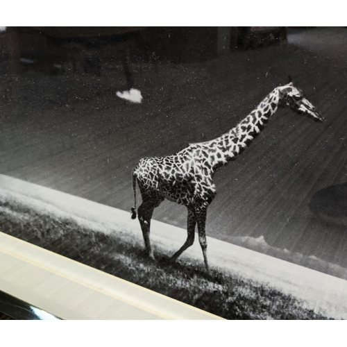 544 - ANDREW MARTIN PHOTOPRINT, 'Giraffe', 99cm x 134cm, framed.