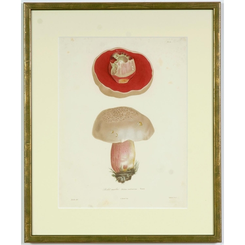 64 - JOSEPH ROQUES, Mushrooms, a set of six rare engravings with hand colouring,  1864, Victor Masson et ... 