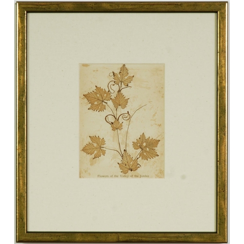 72 - HERBARIUM ANCIEN, a set of 9 dried flowers, circa 1920, linen mount board, 26 x 22.5 cm each. (9)