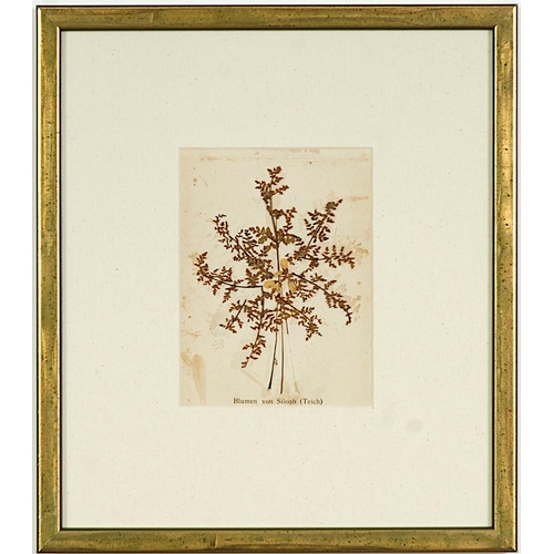 72 - HERBARIUM ANCIEN, a set of 9 dried flowers, circa 1920, linen mount board, 26 x 22.5 cm each. (9)