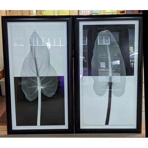 84 - 21ST CENTURY SCHOOL, 'Leaf X rays', a pair, photo prints, 164cm x 94cm, framed.