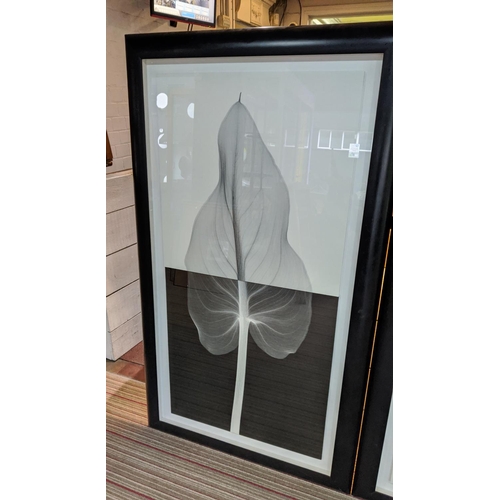 84 - 21ST CENTURY SCHOOL, 'Leaf X rays', a pair, photo prints, 164cm x 94cm, framed.