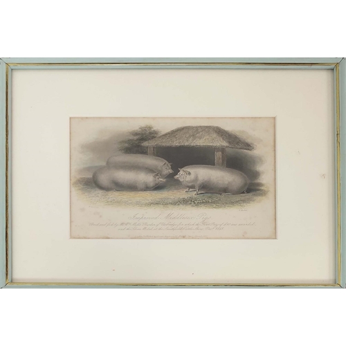 52 - HAND COULOURED ETCHINGS OF RARE BREED PIGS, a set of sixteen, 19th century, mounted and in blue pain... 