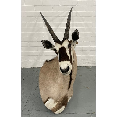 6 - TAXIDERMY BLESBOK, 130cm H x 80cm W.