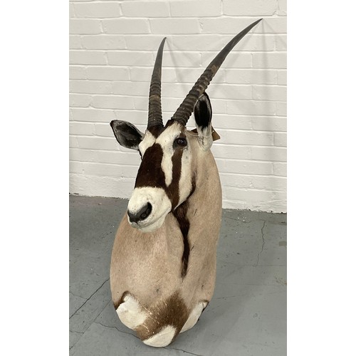 6 - TAXIDERMY BLESBOK, 130cm H x 80cm W.