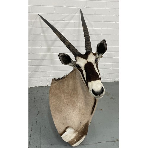 6 - TAXIDERMY BLESBOK, 130cm H x 80cm W.