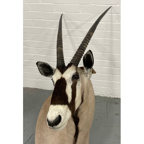 6 - TAXIDERMY BLESBOK, 130cm H x 80cm W.