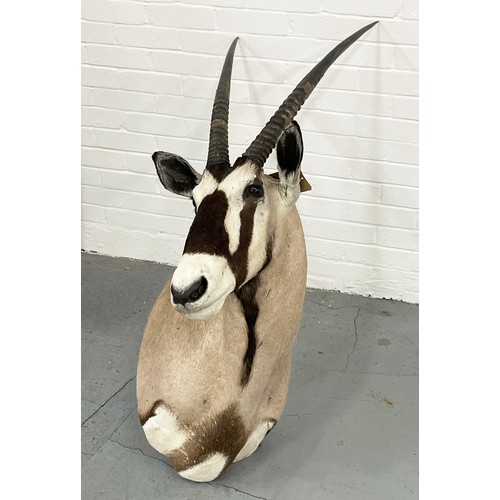 6 - TAXIDERMY BLESBOK, 130cm H x 80cm W.