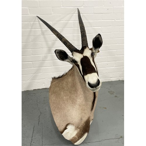 6 - TAXIDERMY BLESBOK, 130cm H x 80cm W.