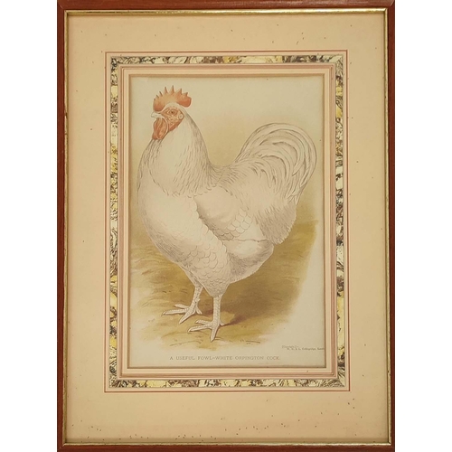 58 - CHICKEN PRINTS, a set of four, 43cm x 33cm. (4)