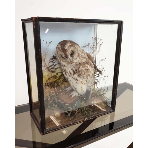 8 - TAWNY OWL TAXIDERMY, late Victorian ebonised and glazed case, 45cm H x 40cm x 18cm.