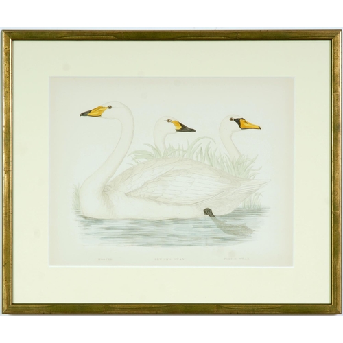 74 - A SET OF FOUR BRITISH GAME BIRDS, swans and geese, handcoloured lithographic plates 1891, Ref: Bever... 